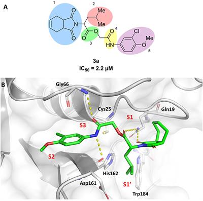 Structure-Based and Molecular Modeling Studies for the Discovery of Cyclic Imides as Reversible Cruzain Inhibitors With Potent Anti-Trypanosoma cruzi Activity